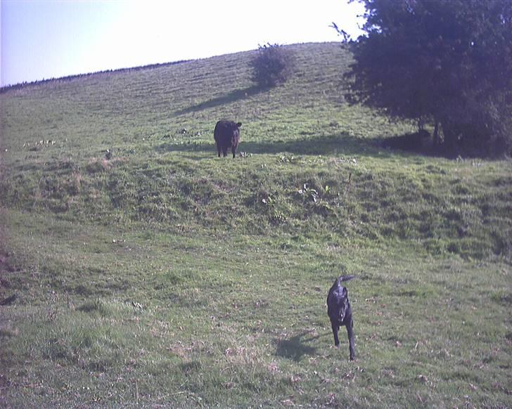 Blanding af racer Lucky - Hjælp Moaaar den er stor billede 15