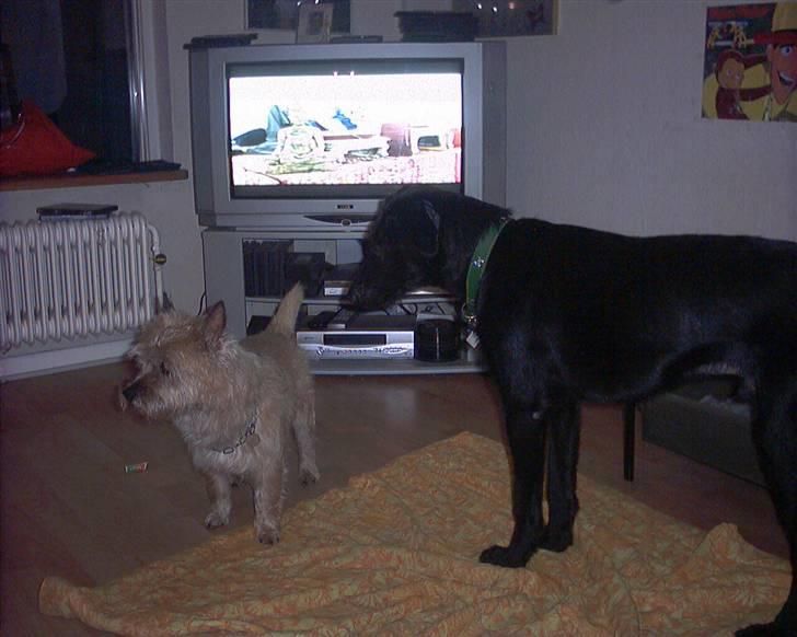 Blanding af racer Lucky - Hvad kigger du nu efter billede 16