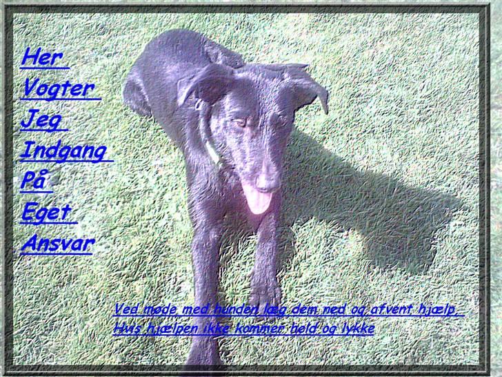 Blanding af racer Lucky - vores fine advarsel til uindbudte gæster billede 17