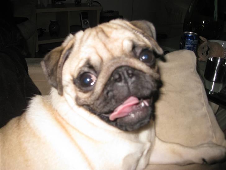 Mops Ibeth Pug Dominic Purcell billede 16