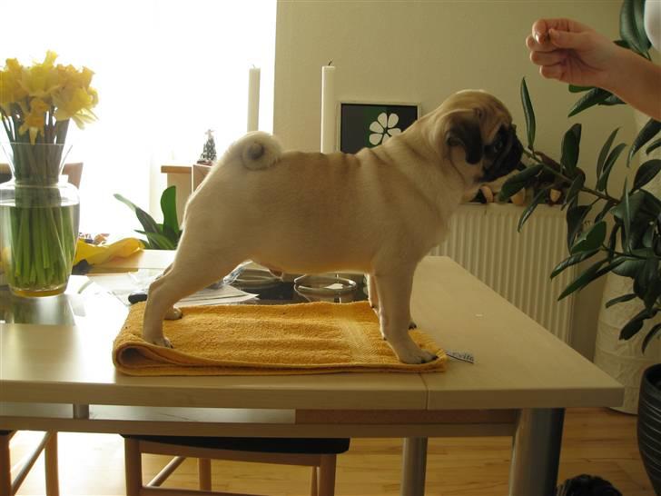 Mops Ibeth Pug Dominic Purcell billede 17