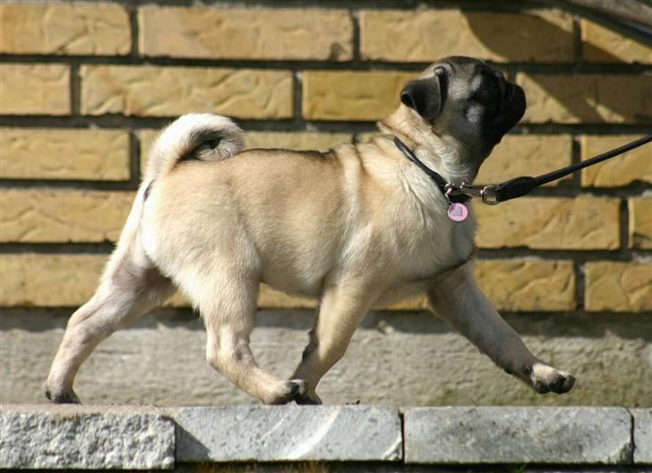 Mops Blå MandagJust Joy Jewel - bevægelser er der nok af .. billede 5