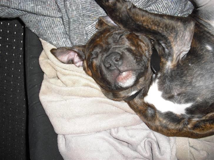 Blanding af racer Chilo billede 2