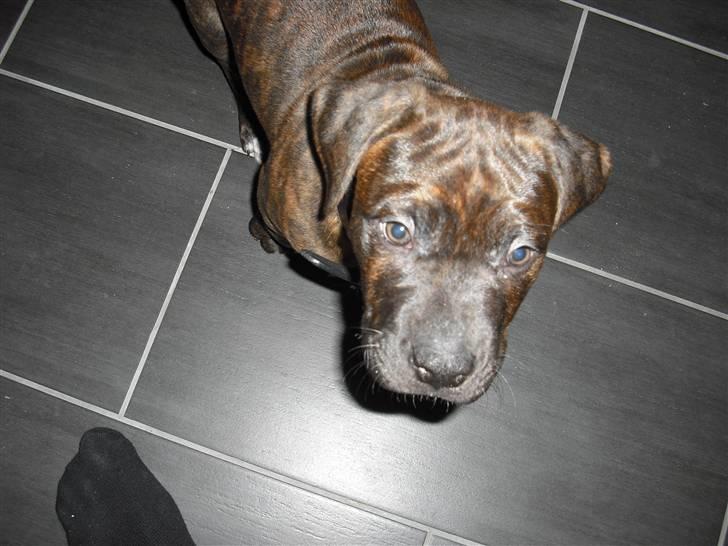 Blanding af racer Chilo billede 3