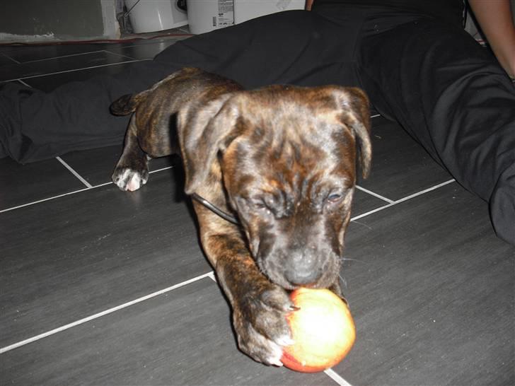 Blanding af racer Chilo billede 4