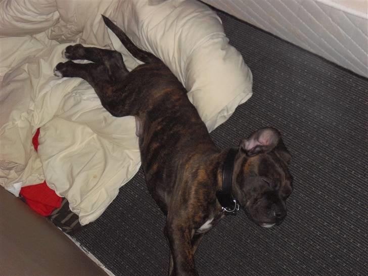 Blanding af racer Chilo billede 5