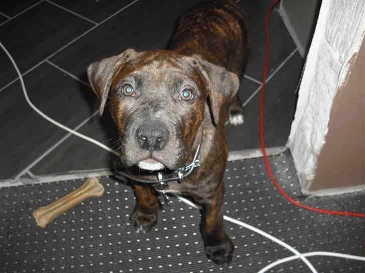 Blanding af racer Chilo billede 6