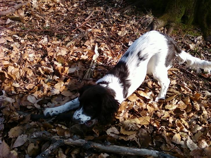 Field Trial spaniel Trille Lund billede 19