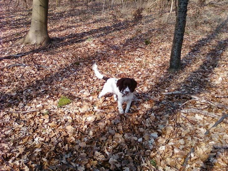 Field Trial spaniel Trille Lund billede 20
