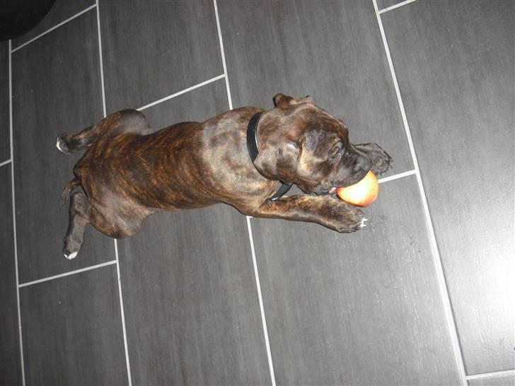 Blanding af racer Chilo billede 7