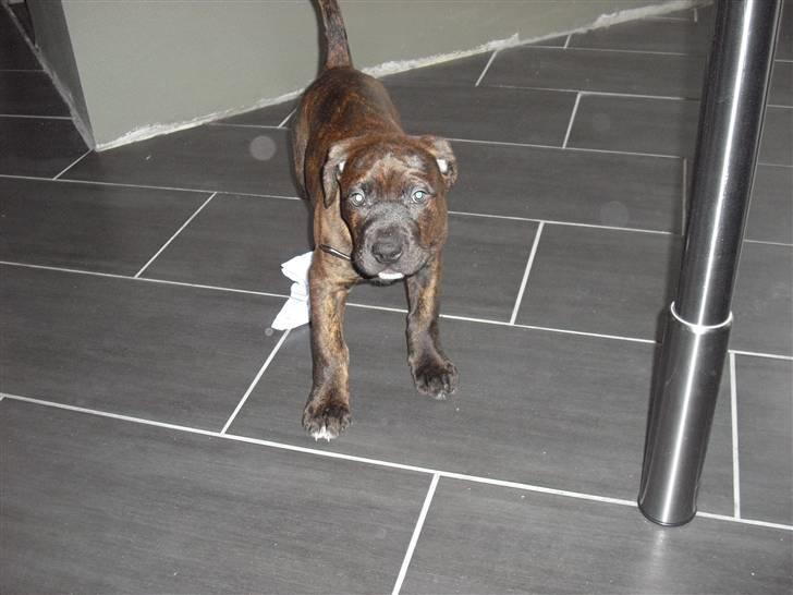 Blanding af racer Chilo billede 8