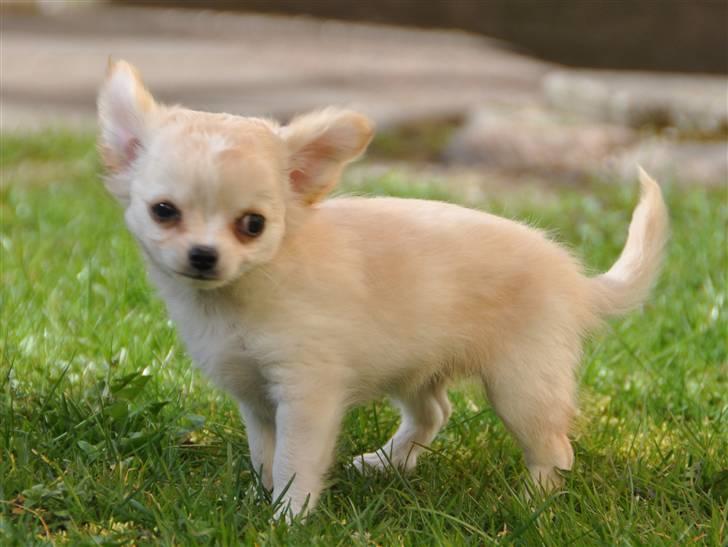 Chihuahua Emma DKCH - 9 uger billede 1