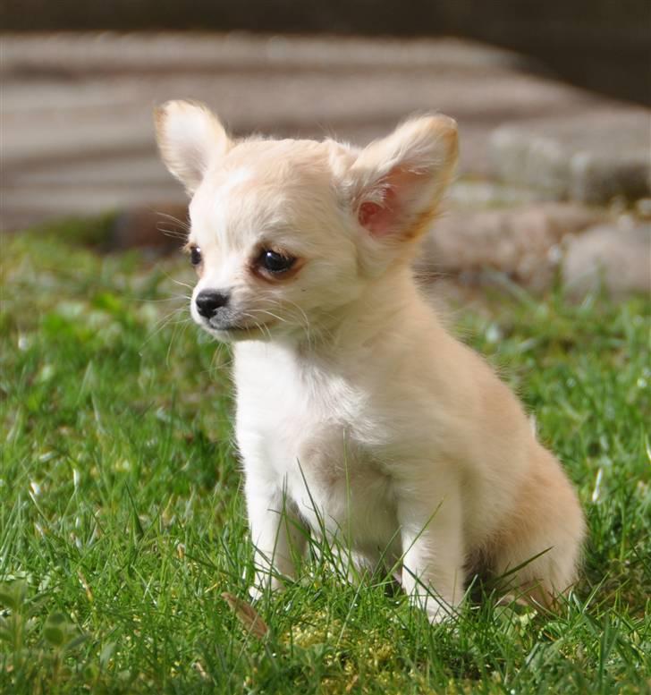 Chihuahua Emma DKCH billede 5