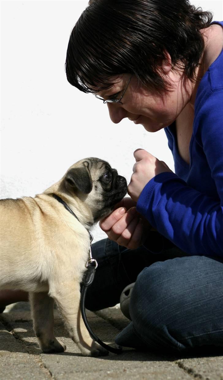 Mops Blå MandagJust Joy Jewel billede 8