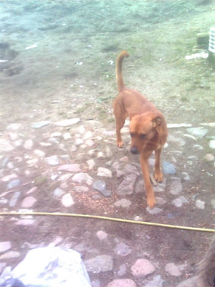 Rhodesian ridgeback Markus | Min Fars | billede 14