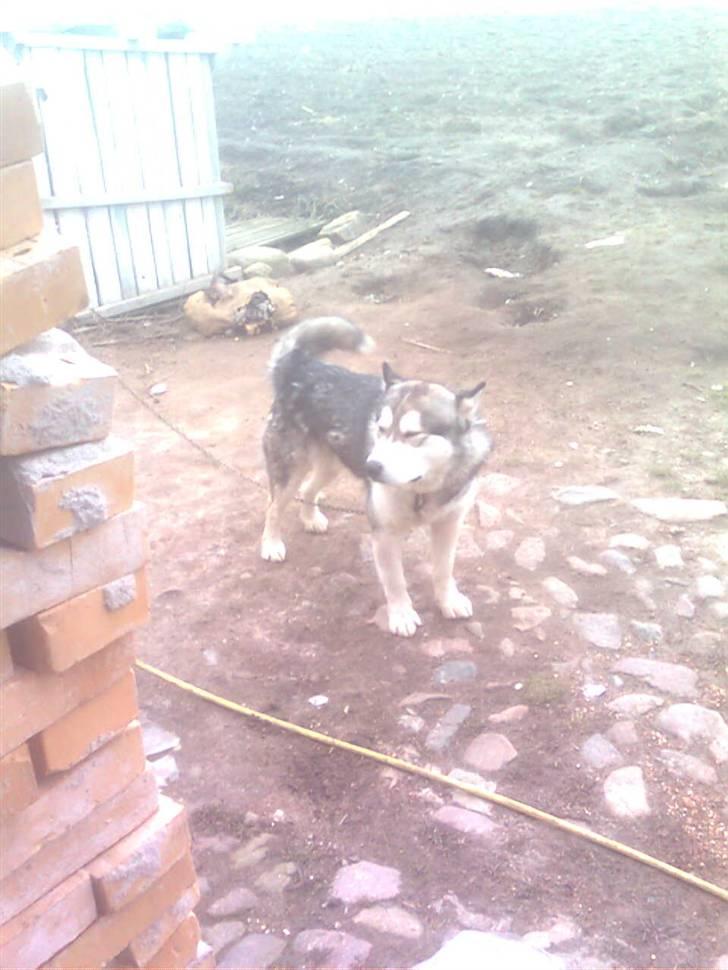 Alaskan malamute Simba  billede 20