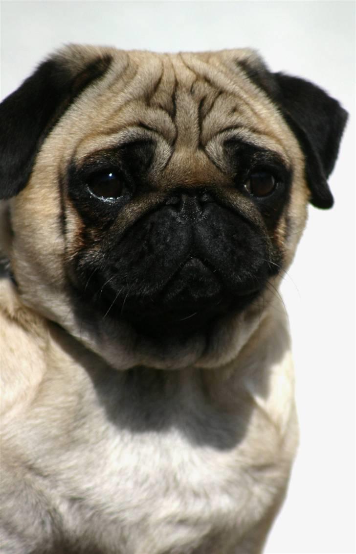 Mops ¤ Kisci Audrey Hepburn ¤ - 5/4 - 09 billede 16