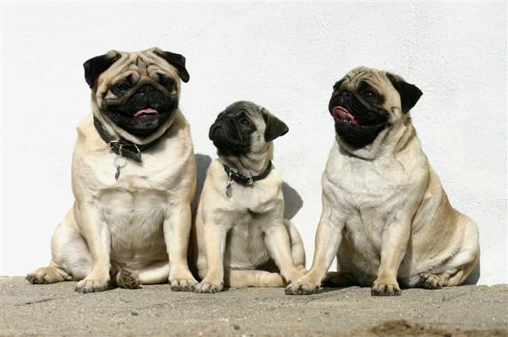 Mops ¤ Kisci Audrey Hepburn ¤ - så er vi samlet . Humphrey, Just Joy og Audrey . 5/4 - 09 billede 18