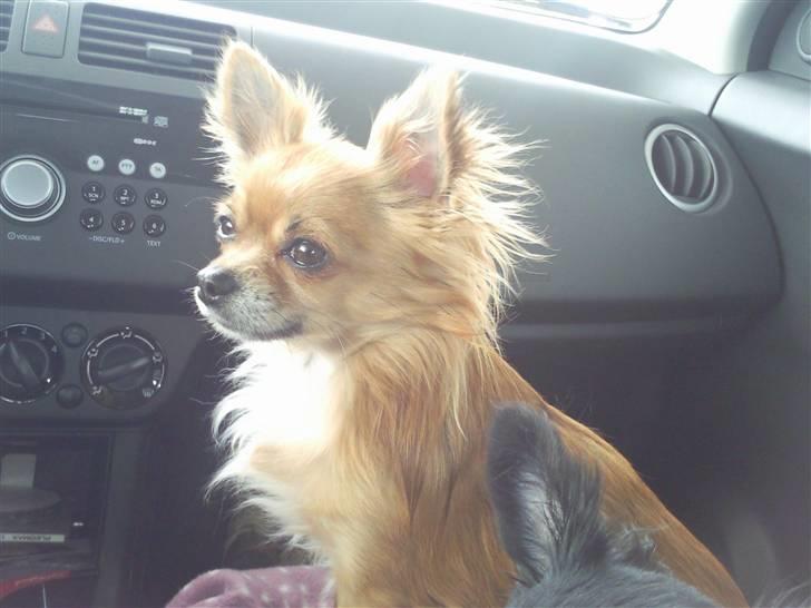 Chihuahua shilo billede 4