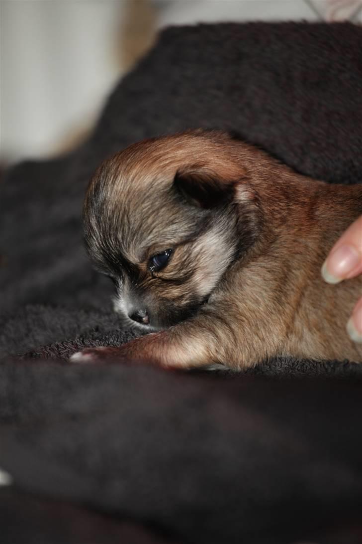 Chihuahua Divine Angel billede 6