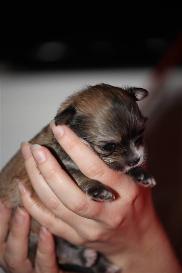 Chihuahua Divine Angel billede 7