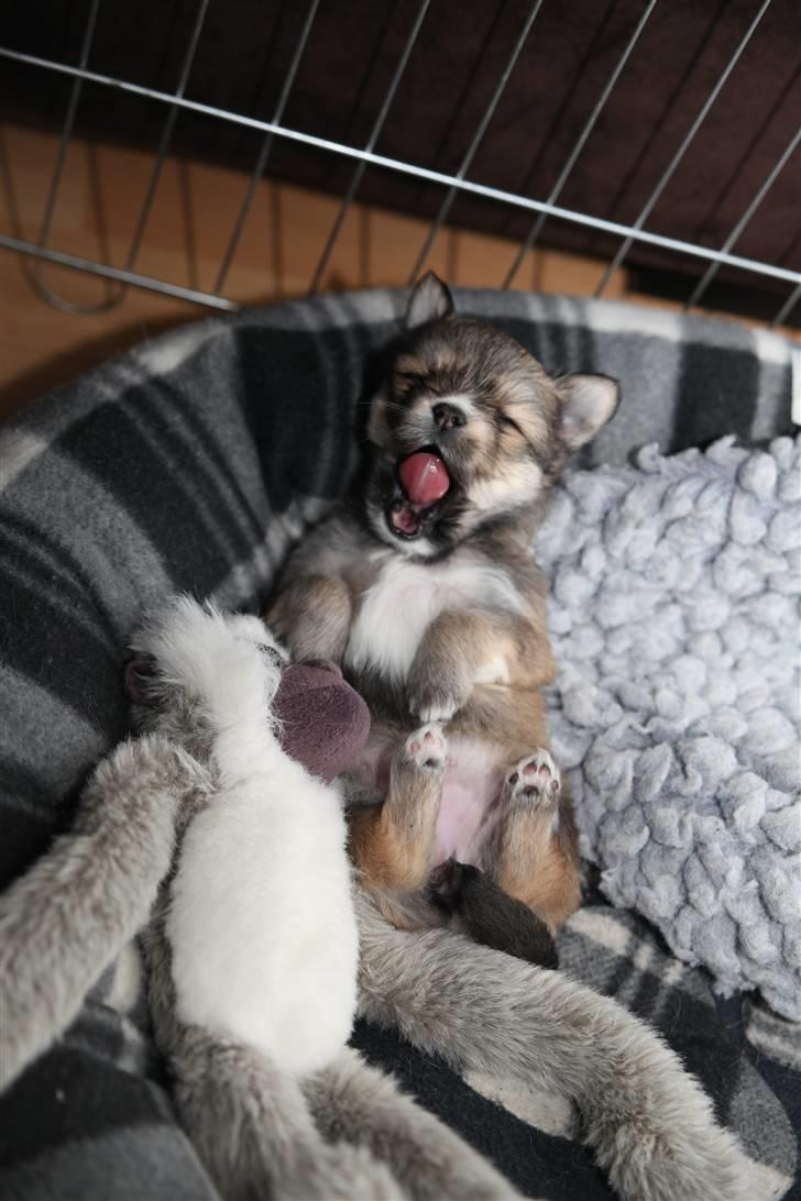 Chihuahua Divine Angel billede 8