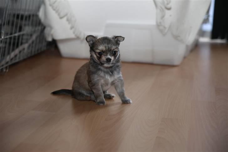 Chihuahua Divine Angel billede 9