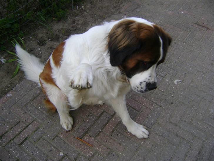 Sankt bernhardshund MIckey :')  - Heeeeej hundegalleri :)  billede 1