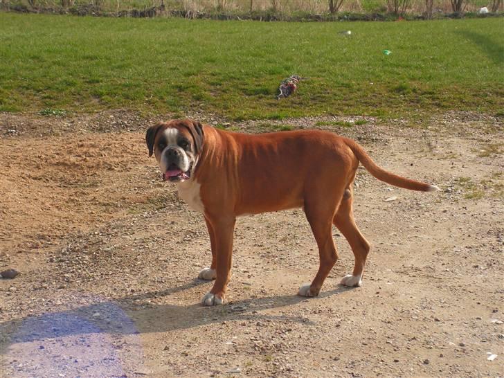 Boxer Chang R.I.P. billede 6