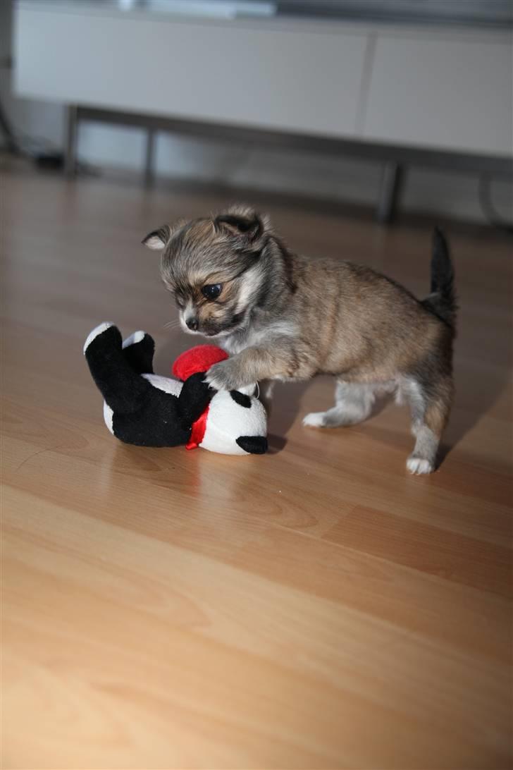 Chihuahua Divine Angel billede 10