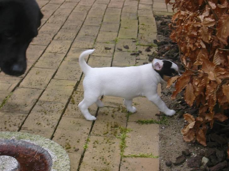 Jack russell terrier Charloch's Creamy Frisko  - Frisko på vej ind i bøgehækken - "Bye Bye Frida, du kan bare ikke komme herind" - billede 2