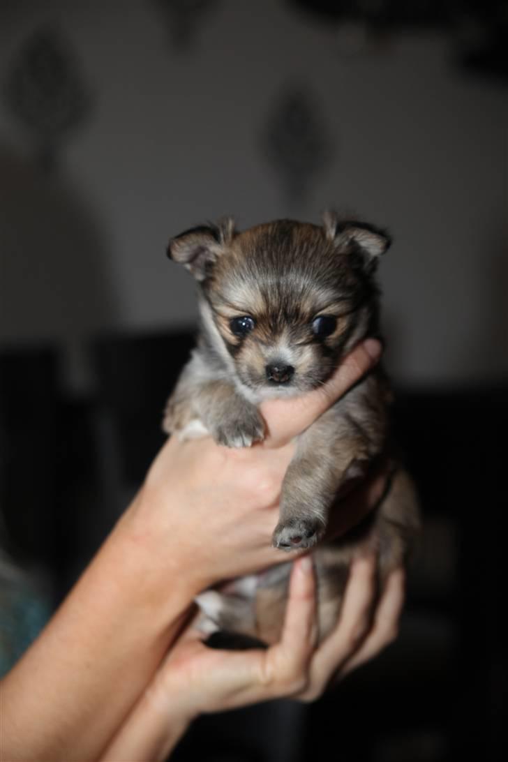 Chihuahua Divine Angel billede 11