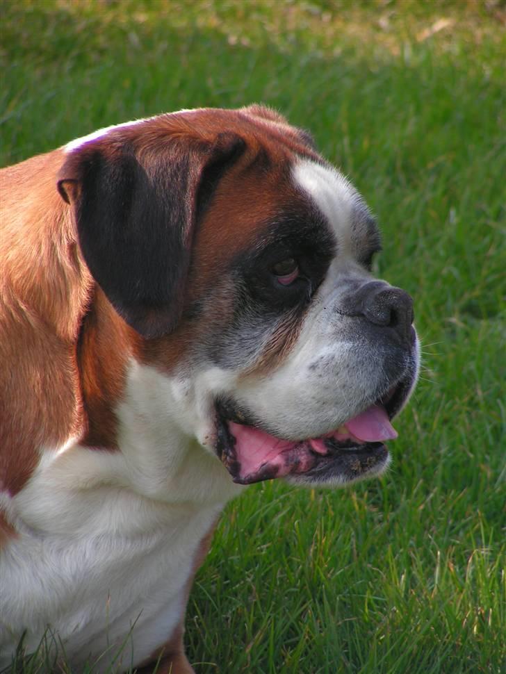 Boxer Chang R.I.P. billede 7