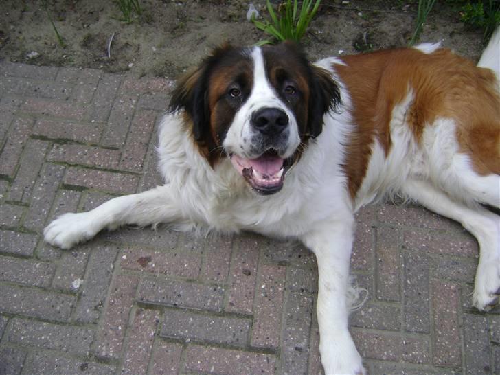 Sankt bernhardshund MIckey :')  billede 3