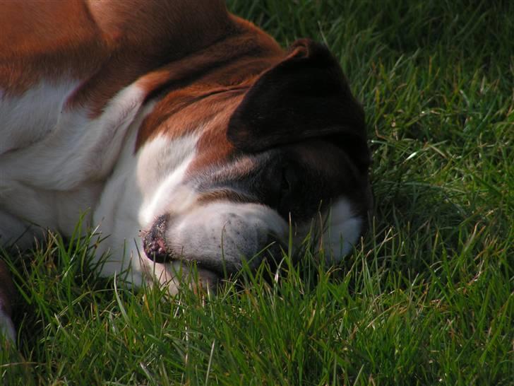 Boxer Chang R.I.P. billede 8