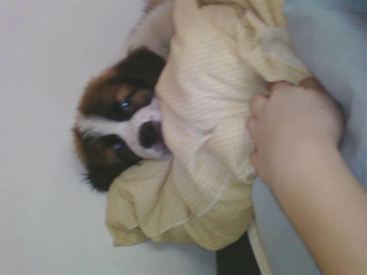 Sankt bernhardshund MIckey :')  billede 4