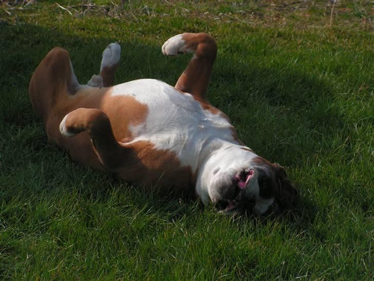 Boxer Chang R.I.P. billede 9