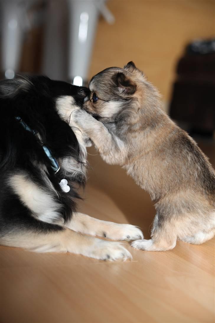 Chihuahua Divine Angel - Angel spiser hendes Far ;) billede 12