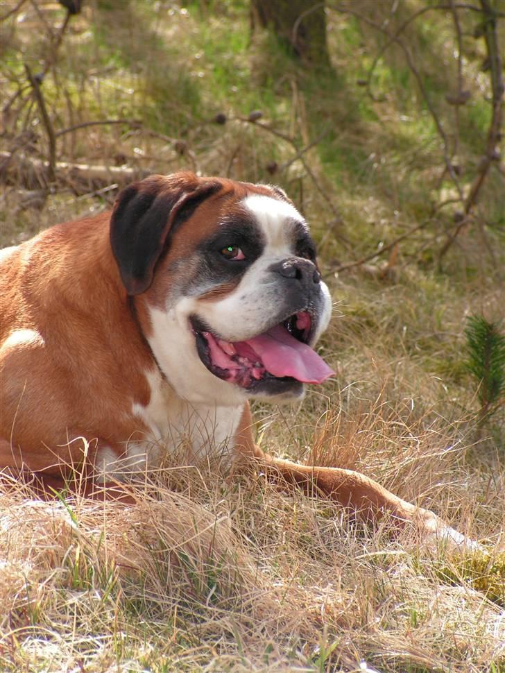 Boxer Chang R.I.P. billede 10