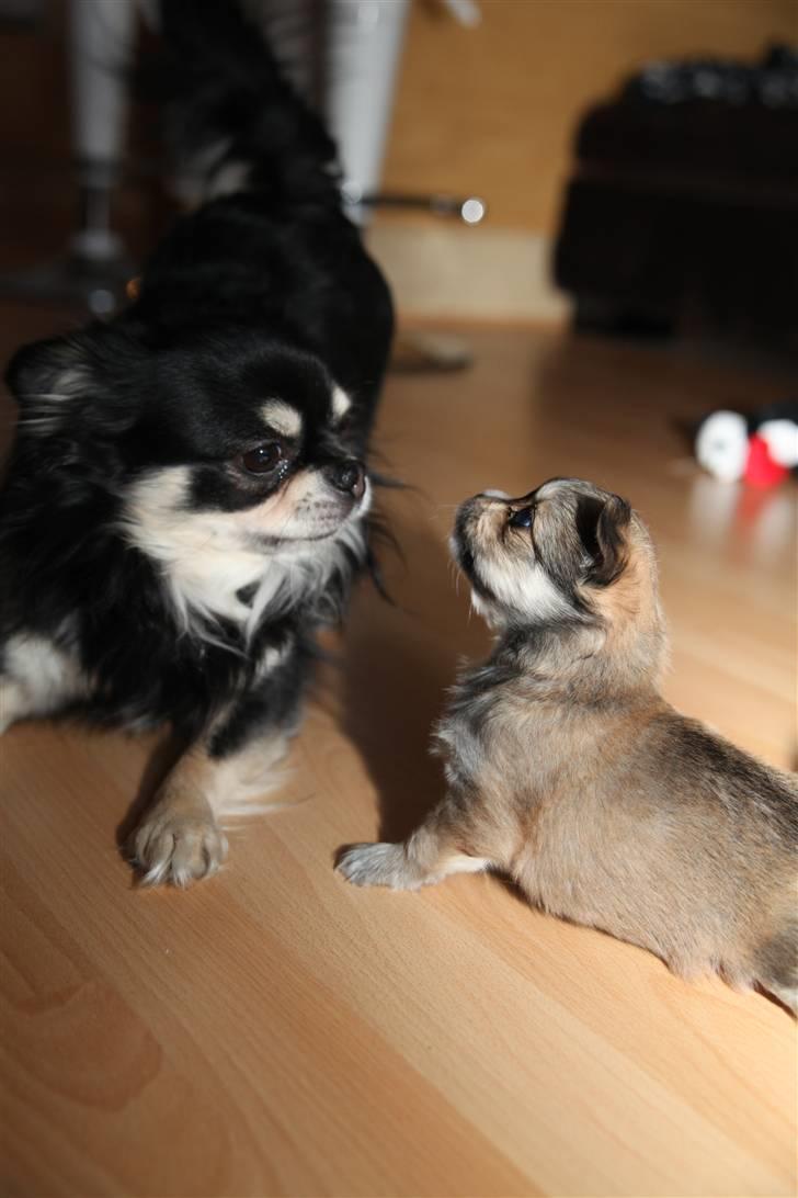 Chihuahua Divine Angel - Angel og Legolas i leg billede 13