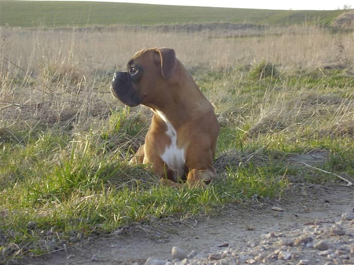 Boxer Lennon billede 1