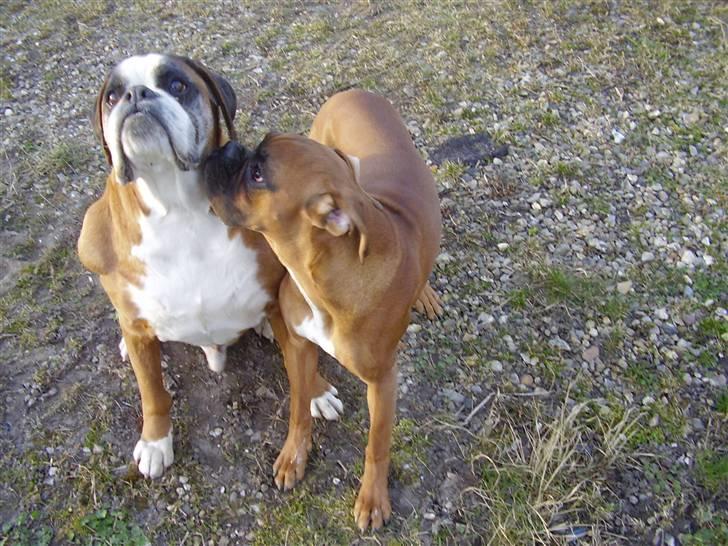 Boxer Lennon billede 2