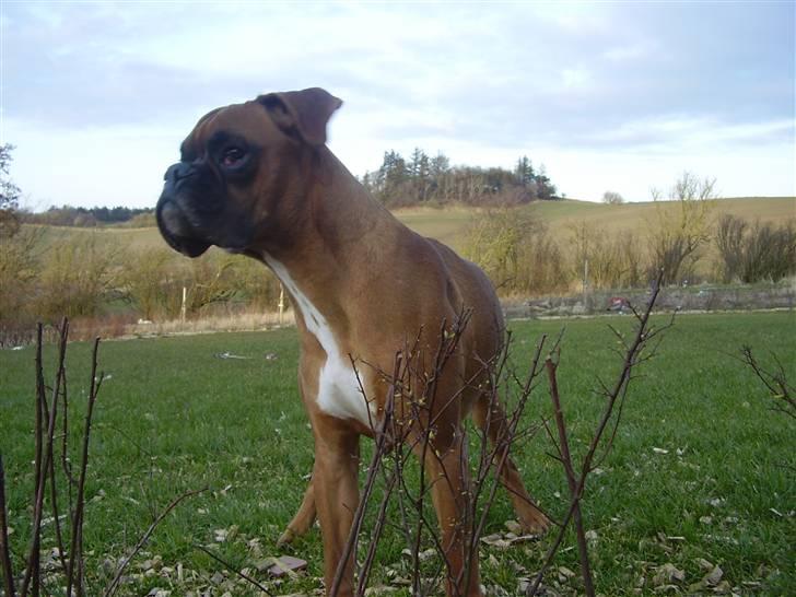 Boxer Lennon billede 3