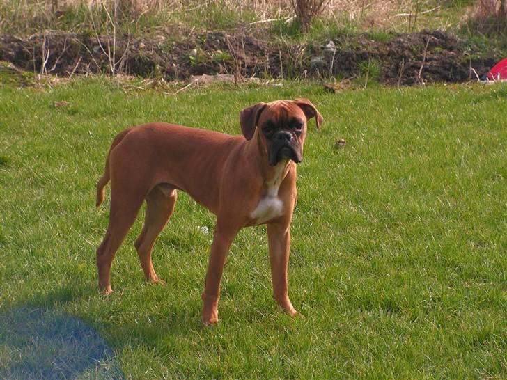 Boxer Lennon billede 4