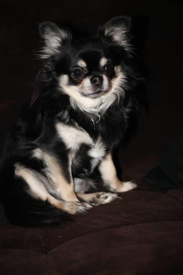 Chihuahua Legolas billede 12