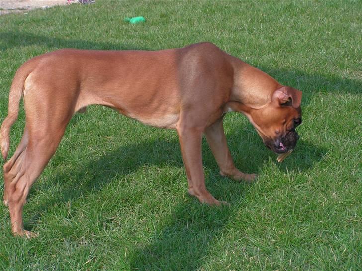 Boxer Lennon billede 5