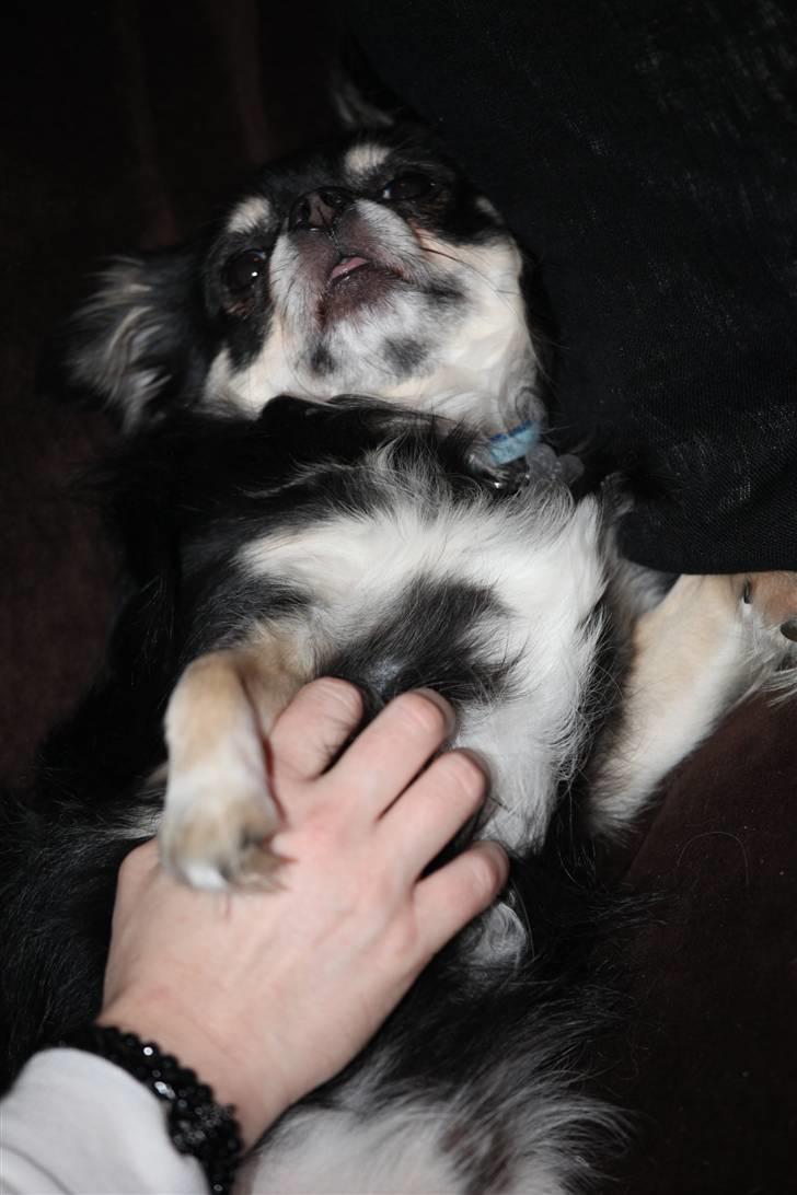 Chihuahua Legolas billede 13