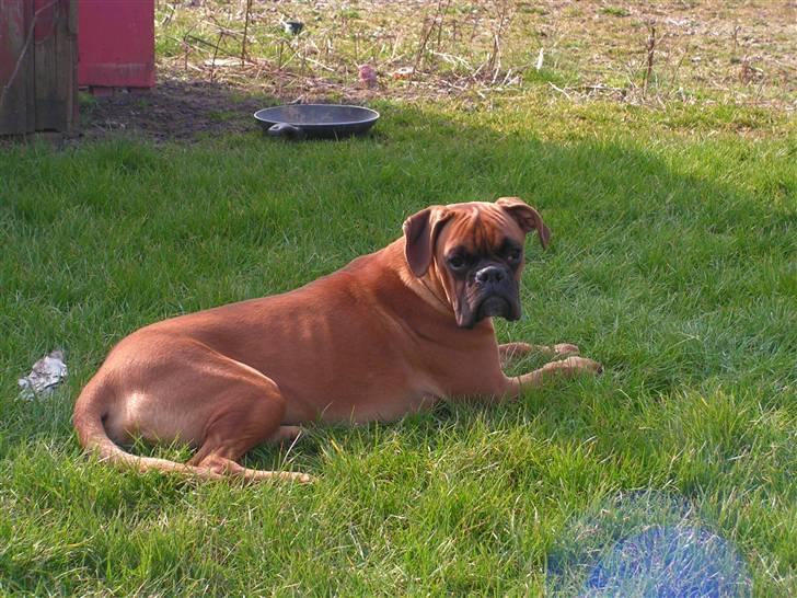 Boxer Lennon billede 6