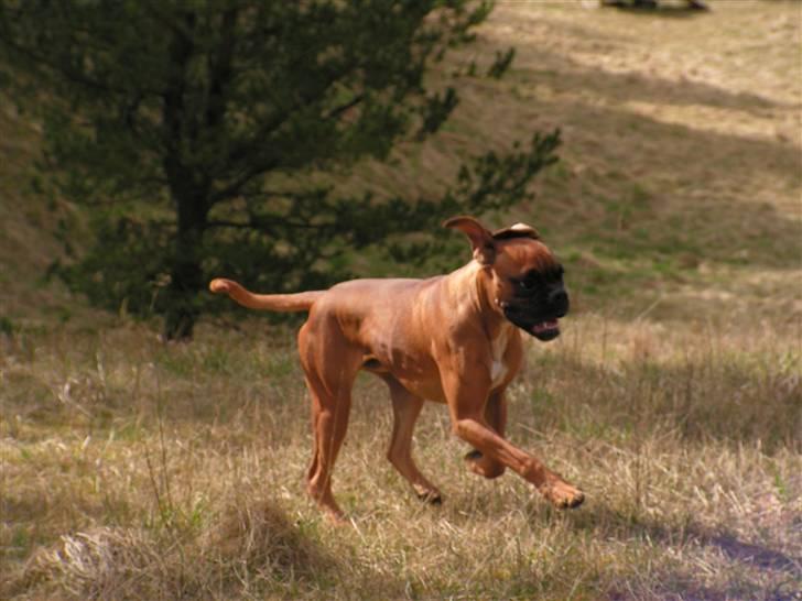 Boxer Lennon billede 7