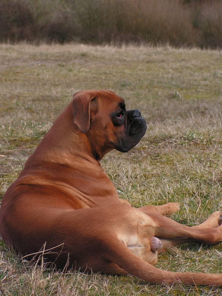 Boxer Lennon billede 8